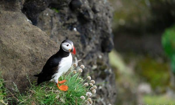 Atlantic puffin on a cliff in Dyrholaey in the south of Iceland