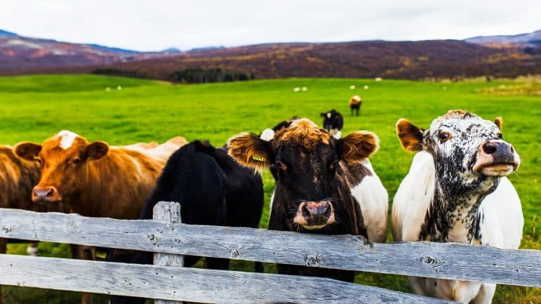 4 curious cows behind a fence