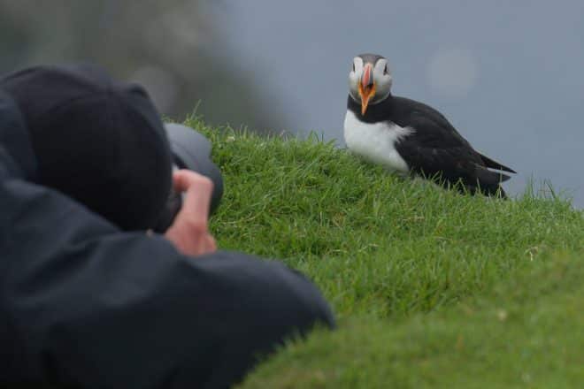 Someone photographing a puffin