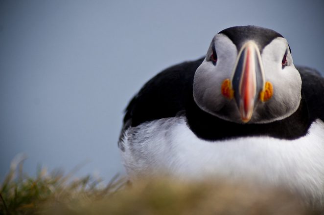 A puffin stares directly into camera