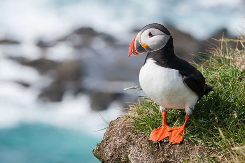 A puffin resting on a cliff side