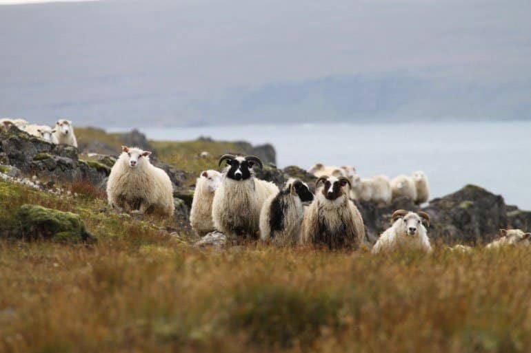 Curieux moutons islandais regardant de cette façon