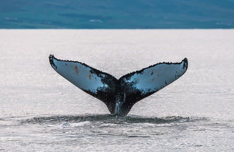 Queue d'une baleine à bosse sortant de l'eau