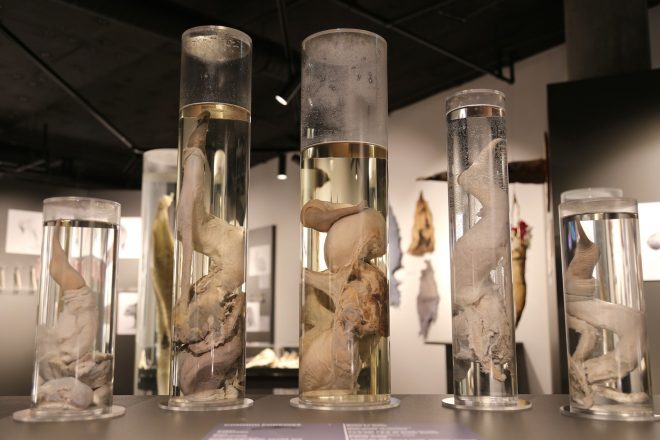 A collection of penises on exhibit