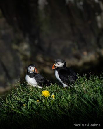 Two puffins on grass.