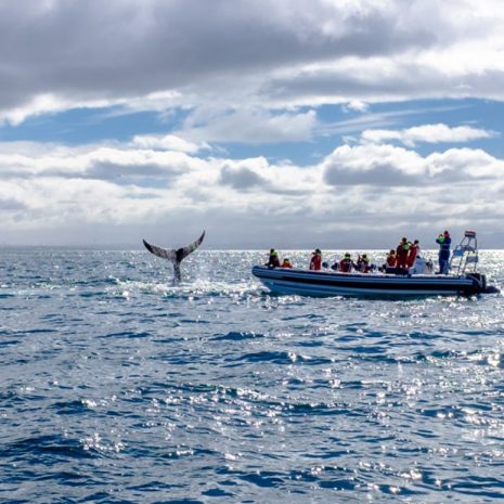 RIB Boat Whale Watching Tour from Reykjavík