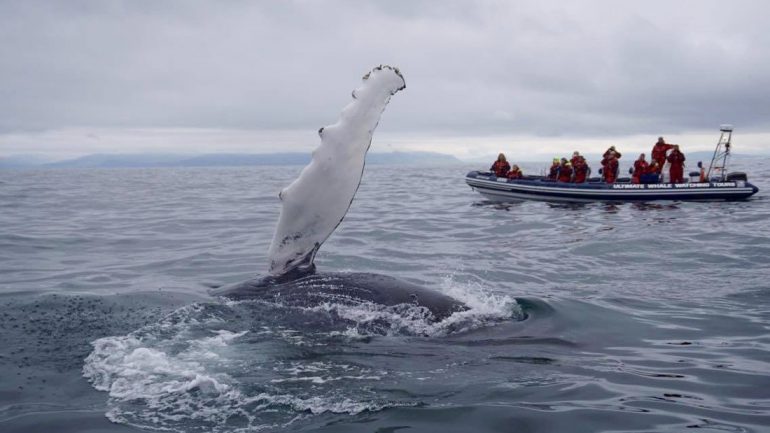 Une baleine dit bonjour lors d'une excursion d'observation des baleines en bateau semi-rigide au départ de Reykjavík
