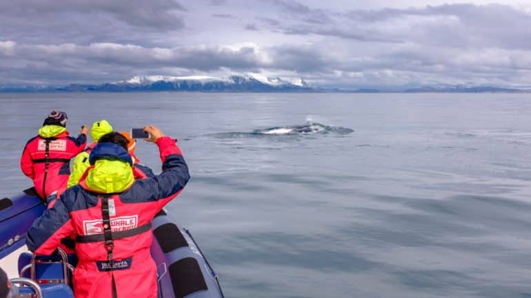 Photographier les animaux lors d'une excursion d'observation des baleines en bateau semi-rigide au départ de Reykjavík