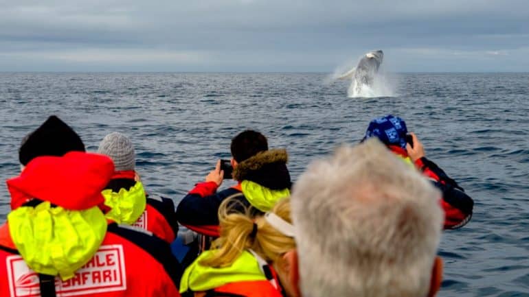 Observation de doux géants lors d'une excursion d'observation des baleines en bateau semi-rigide au départ de Reykjavík