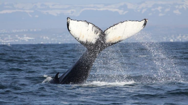 A photograph from an RIB Boat Whale Watching Tour from Reykjavík