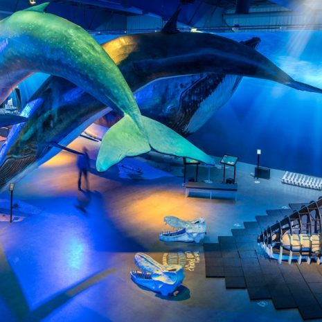 Visitez l'exposition sur les baleines d'Islande à Reykjavik