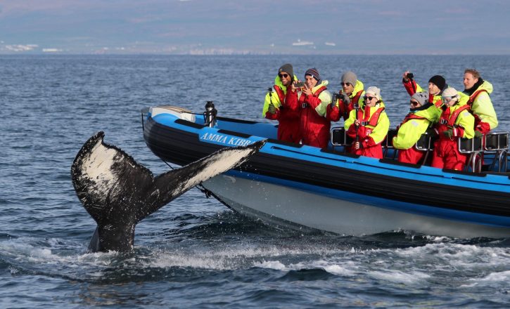 Whale watching with Gentle Giants Iceland