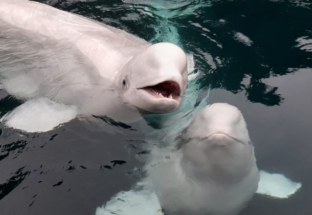 Two beluga whales in Iceland.