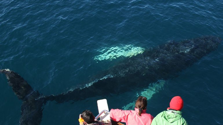 Une baleine vue sous l'eau en Islande.