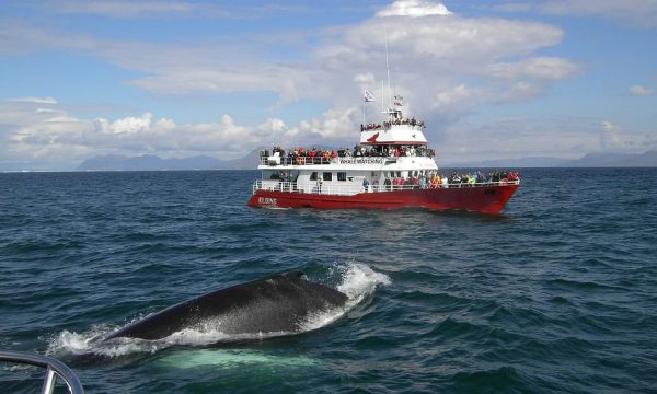 Visite classique d'observation des baleines depuis le vieux port de Reykjavik