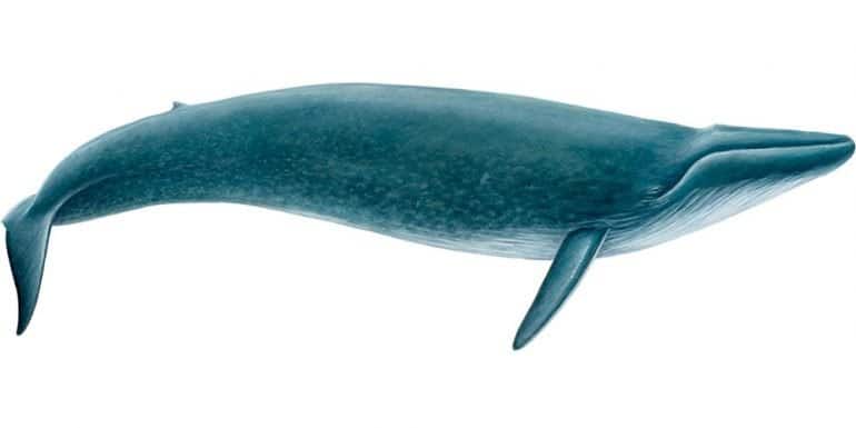 Une illustration d'une baleine bleue