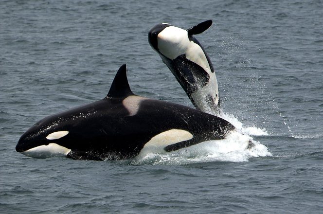 A mother killer whale and her calf.