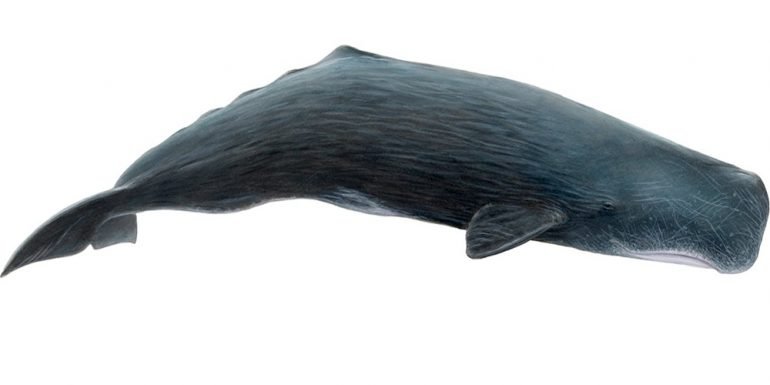 An illustration of a sperm whale.