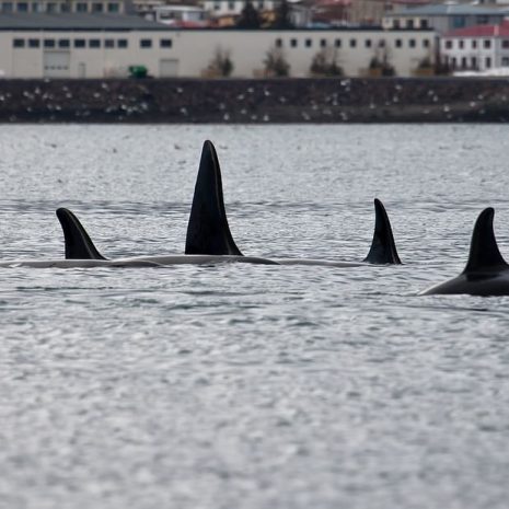 Observation des baleines en hiver depuis Grundarfjörður