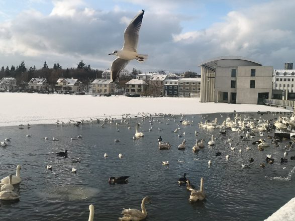 Birds on Tjornin Lake in Reykjavik with the City Hall in the Background.