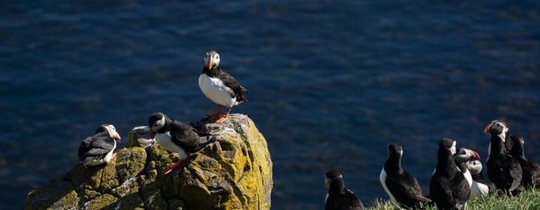 Atlantic puffins gathering on a rock in Iceland